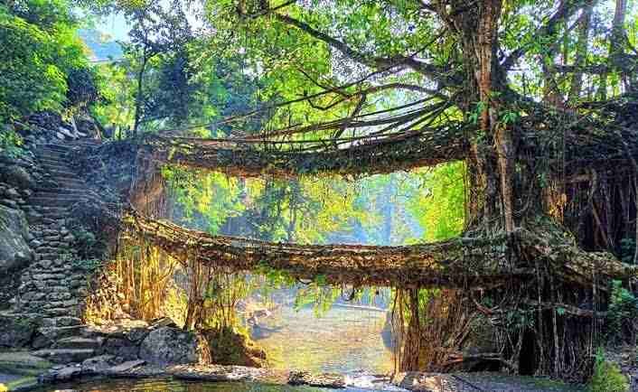 Double Decker Living Root Bridge, Meghalaya: Trek, Location, Facts